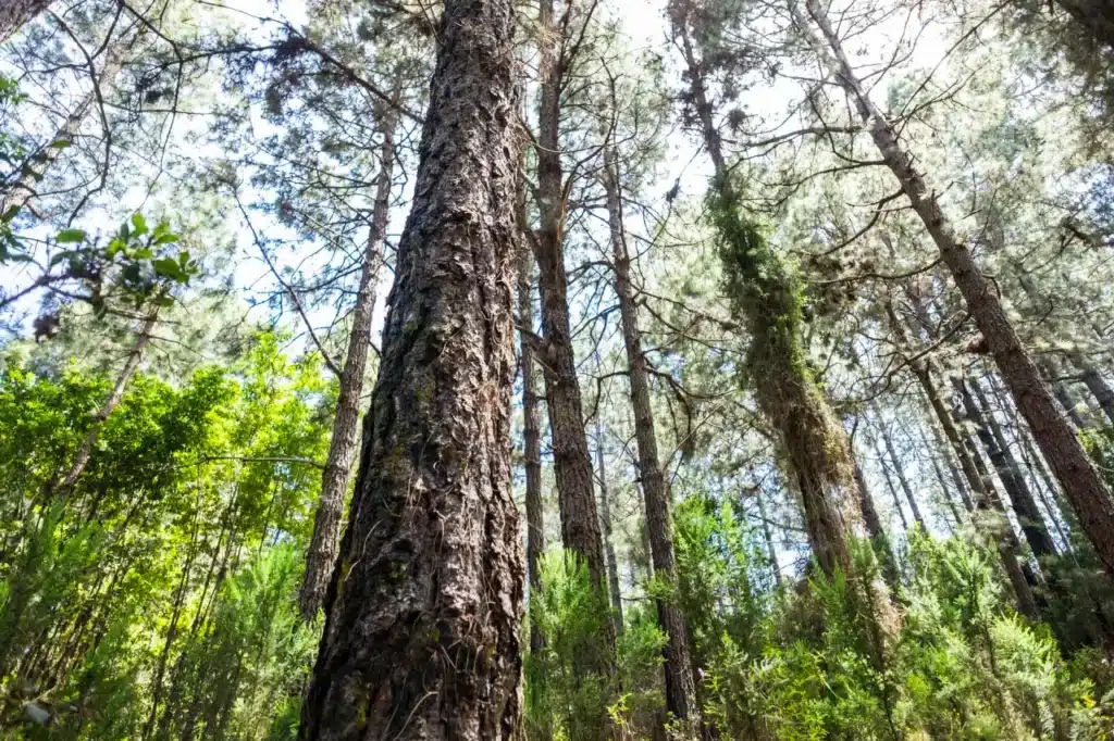 Una foresta in Campania