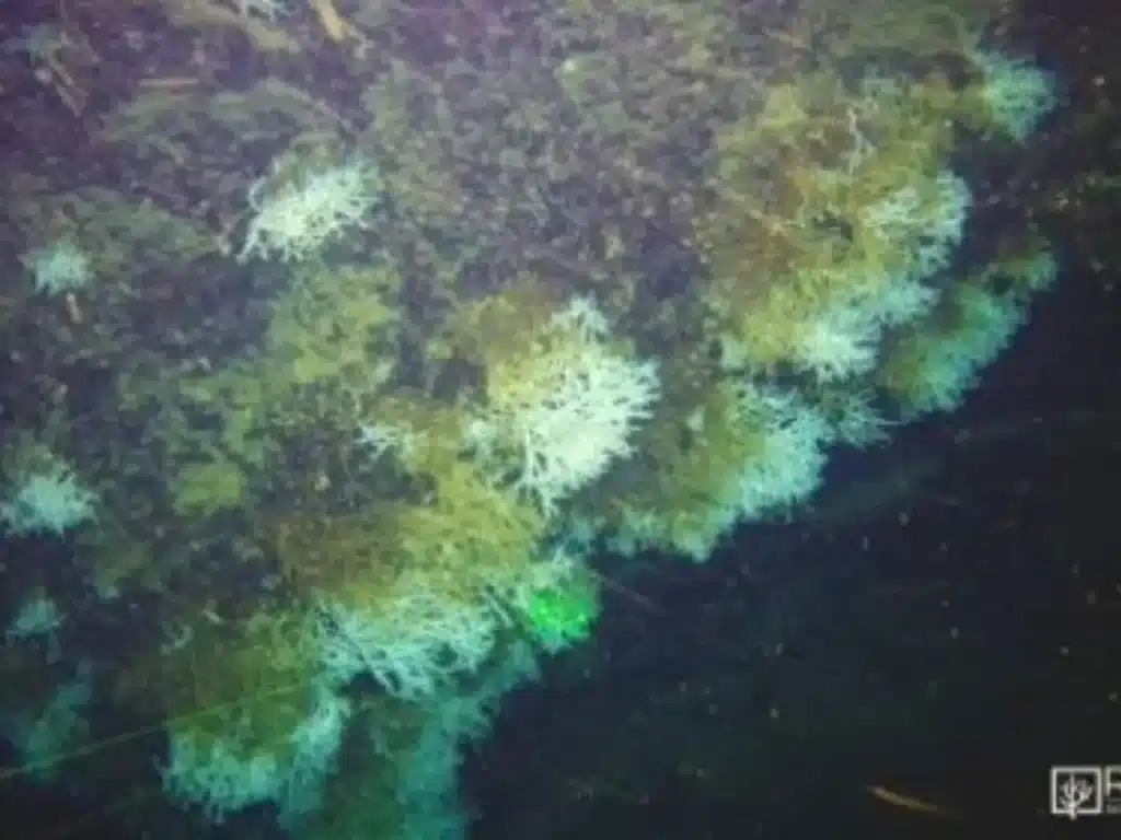 scogliera corallina nel Golfo di Napoli