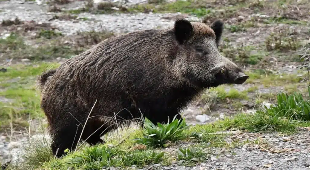 cinghiale Castellabate