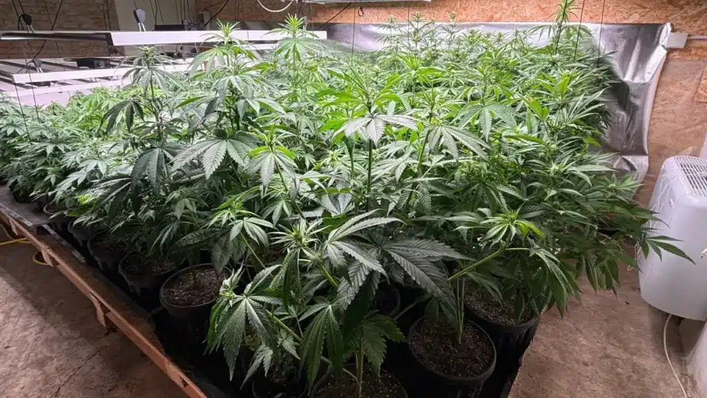 Coltivazione di cannabis