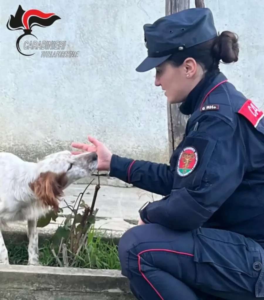 cane orecchie Monteforte Irpino