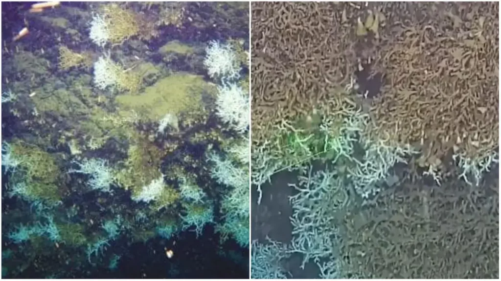 scogliera corallina Golfo di Napoli