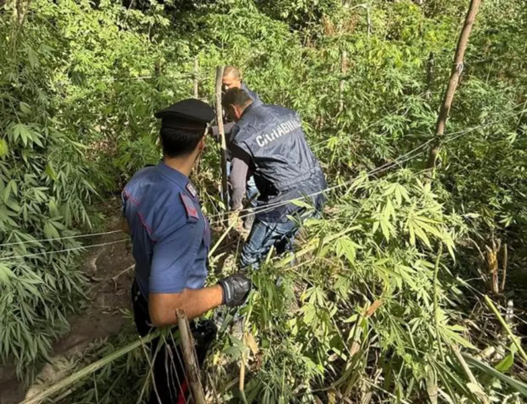 serra marijuana Sant’Anastasia