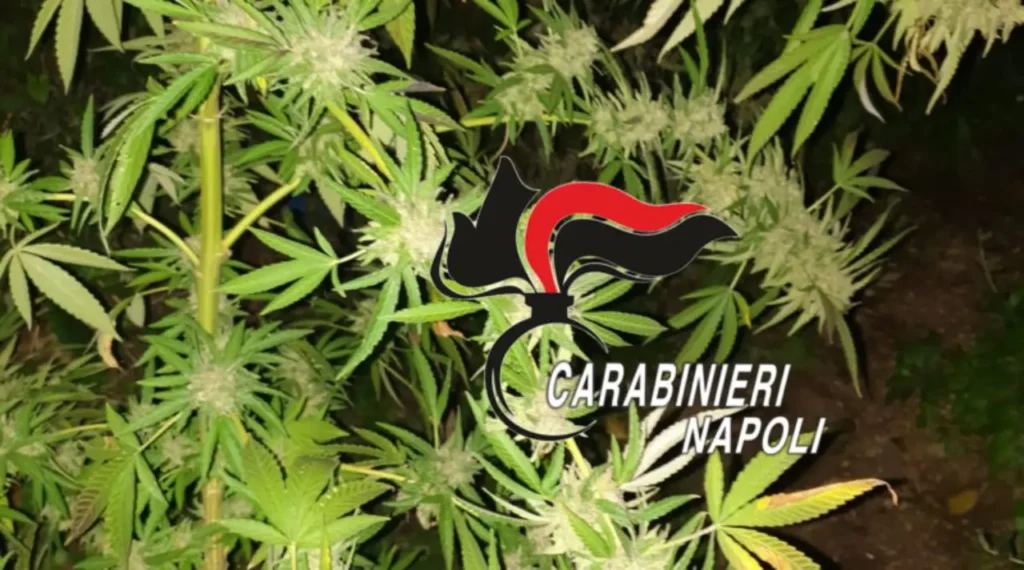 laboratorio cannabis Lettere