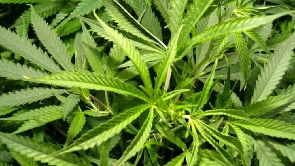 serra di marijuana