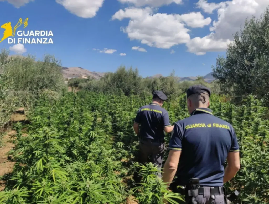 sequestro marijuana Sant’Anastasia