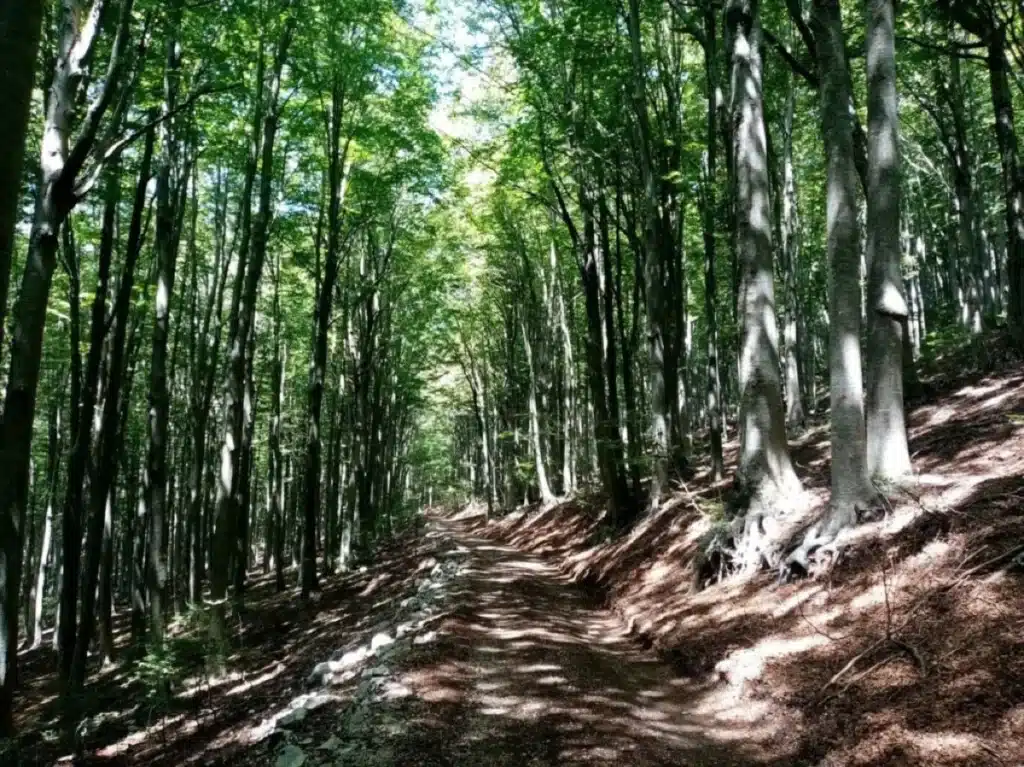 Salvaguardiamo il nostro polmone verde