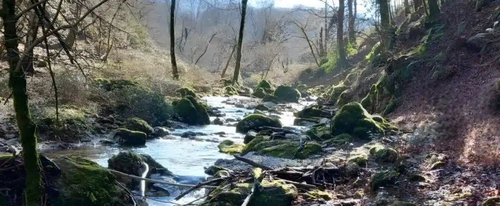 Bosco di castagno