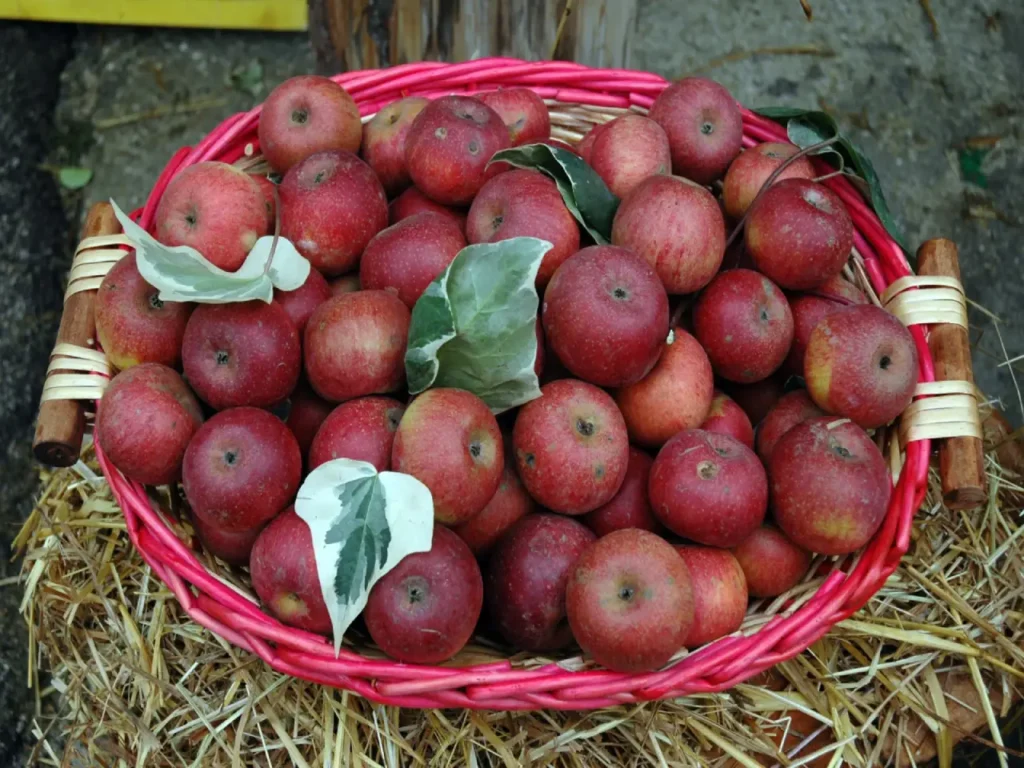 Festa della Mela Valle di Maddaloni