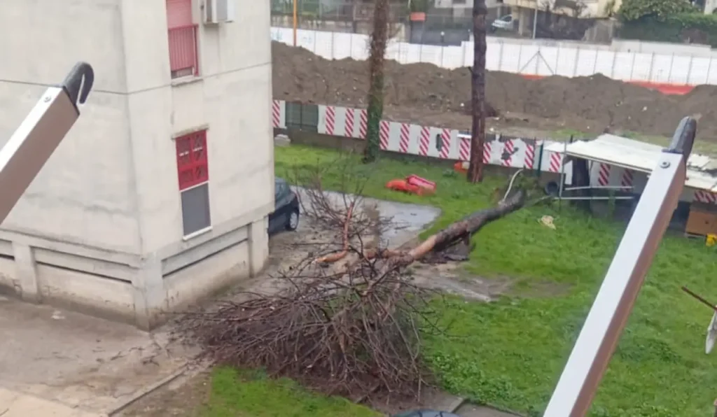 Marano albero crollato