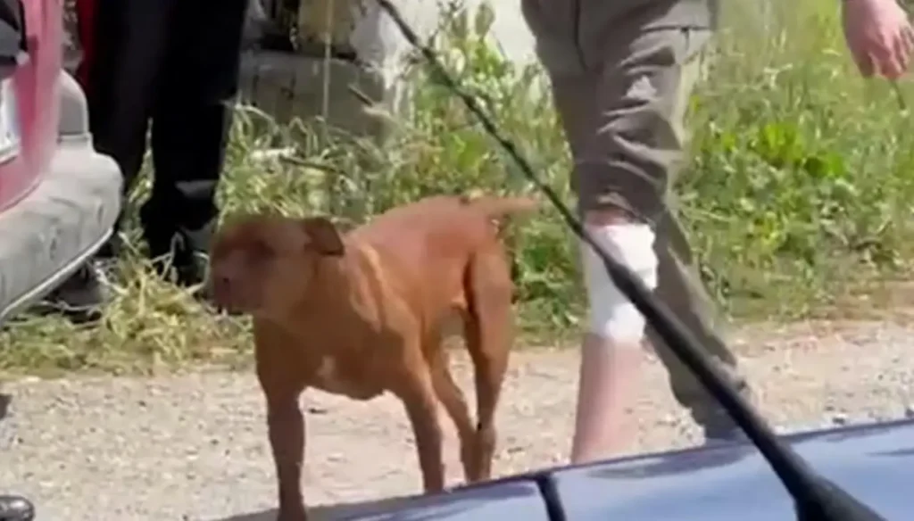 Il pitbull di Eboli
