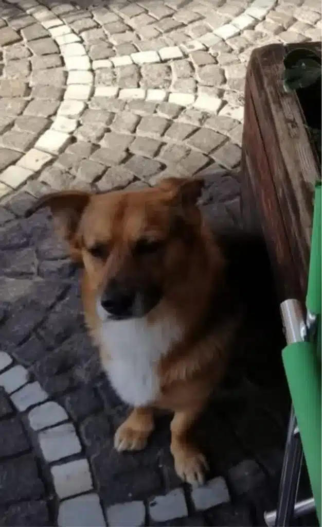 il cane randagio Leone