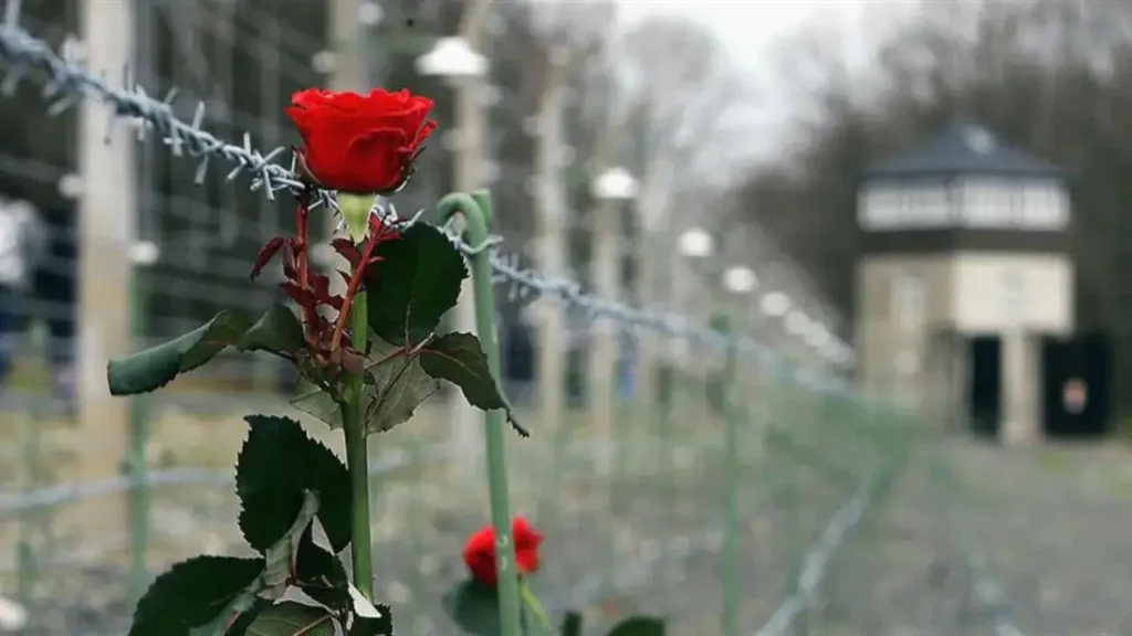 Rosa rossa poggiata su un filo spinato davanti all’ingresso di un ex campo di concentramento, simbolo della memoria della Shoah.