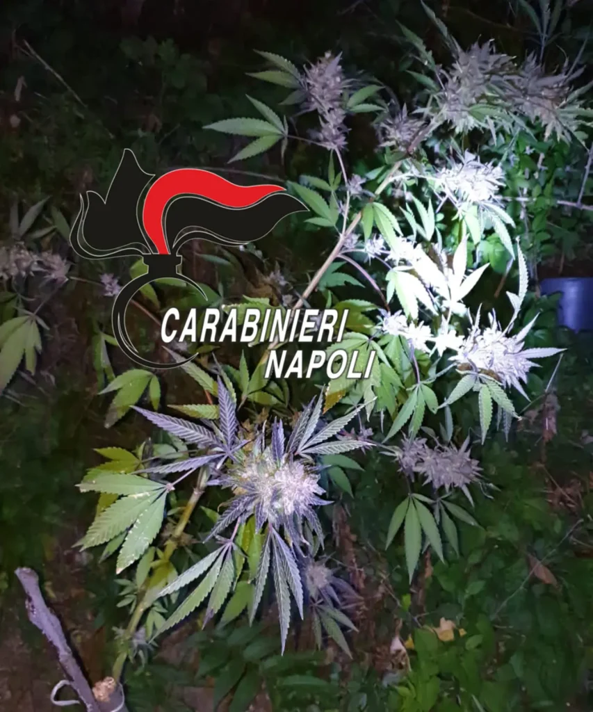 marijuana