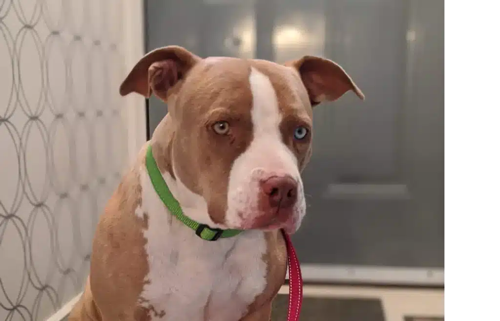 bambino azzannato pitbull Scafati