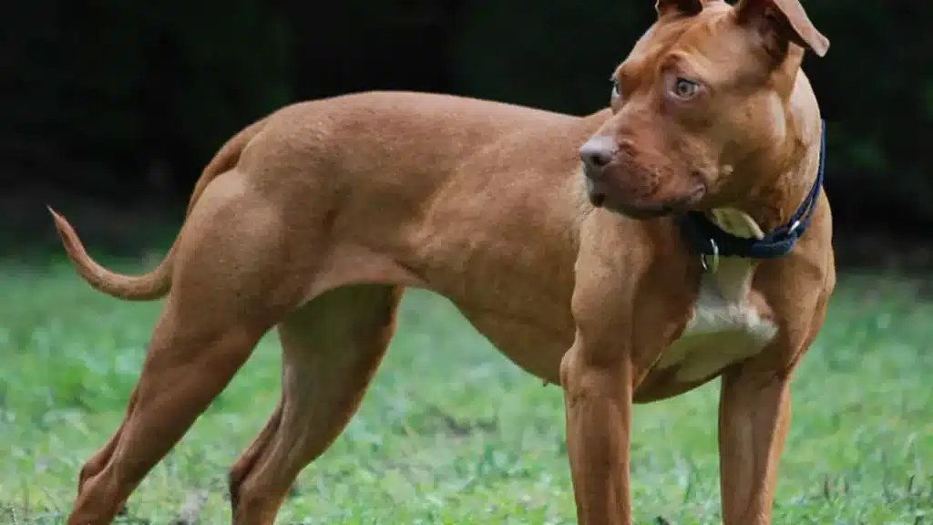 Cane pitbull