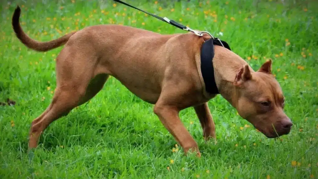 Cane pitbull al guinzaglio.