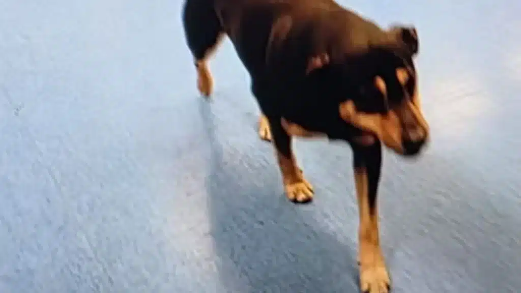 cane