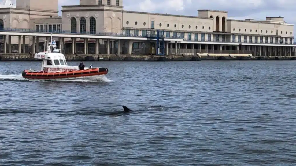 Balenottera di 8 metri avvistata al Molo Beverello di Napoli