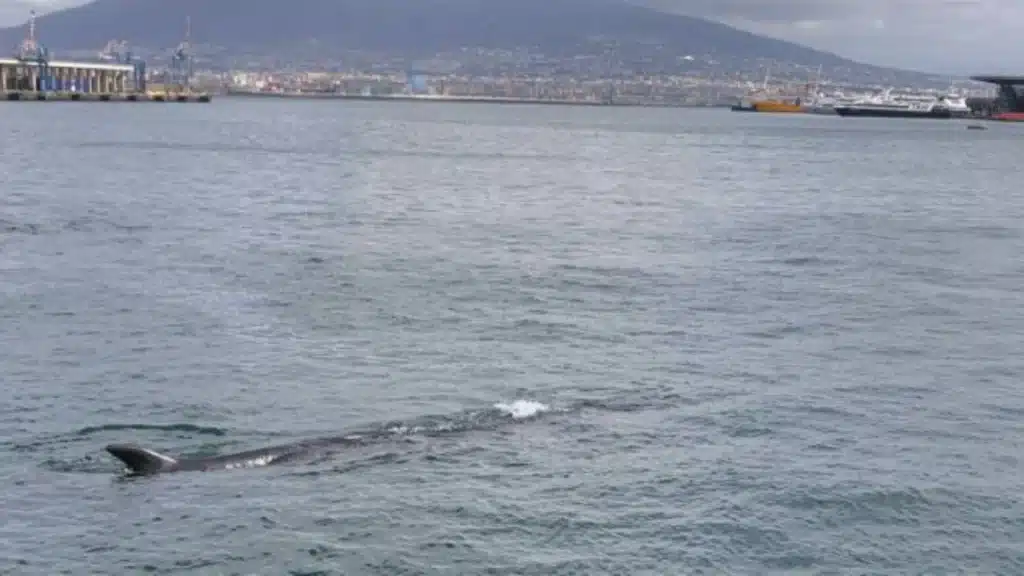 Balenottera di 8 metri avvistata al Molo Beverello di Napoli