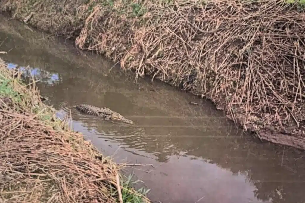 alligatore nel canale Capaccio Paestum