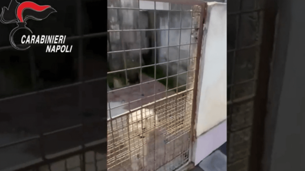 cuccioli in gabbia e venduti sui social Foto: Carabinieri Napoli