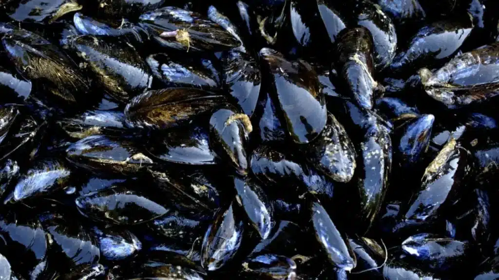 Cozze. Immagine di repertorio