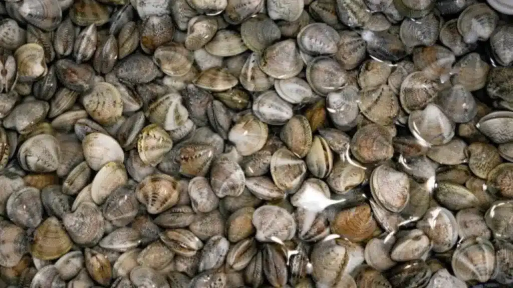 Vongole. Immagine di repertorio.