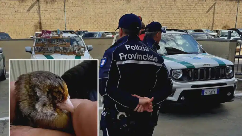 Polizia locale di Arzano