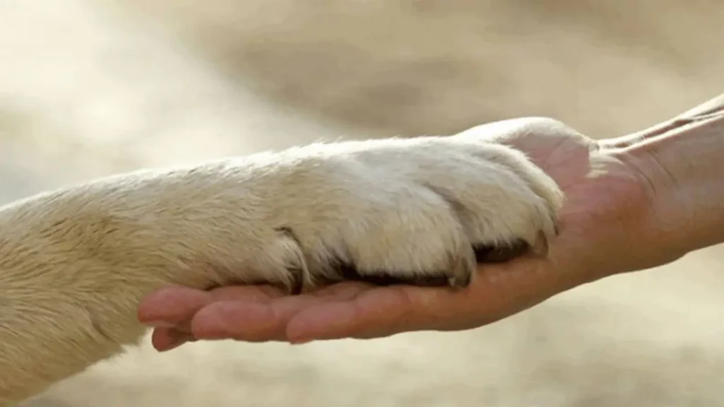 Animali in difficoltà