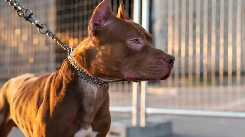 pitbull