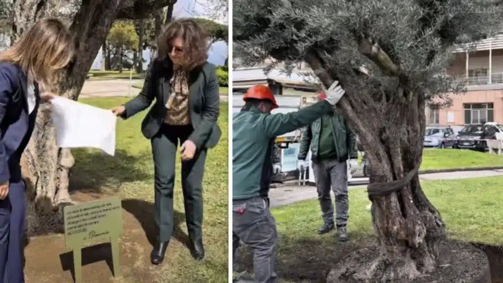 Un ulivo secolare al Monaldi per Domenico Caliendo