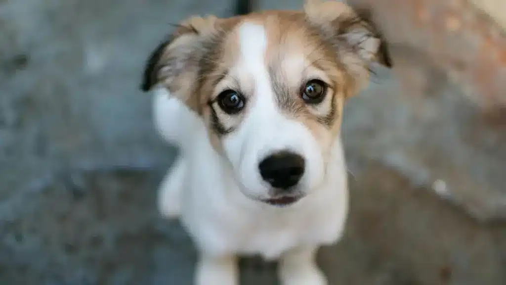 adozione cani Giugliano