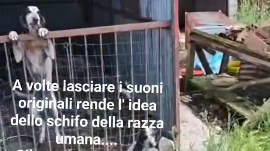 Cani in condizioni di degrado - foto social