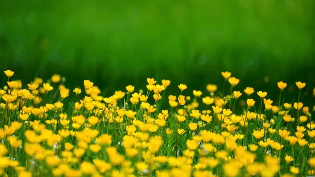 fiori - immagine di repertorio