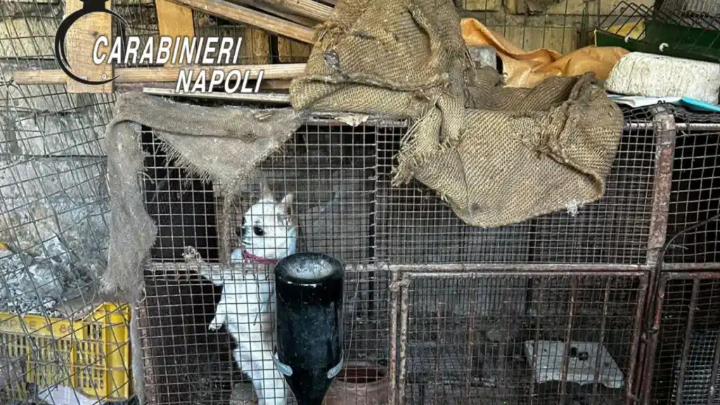 cani chiusi in gabbia - foto carabinieri