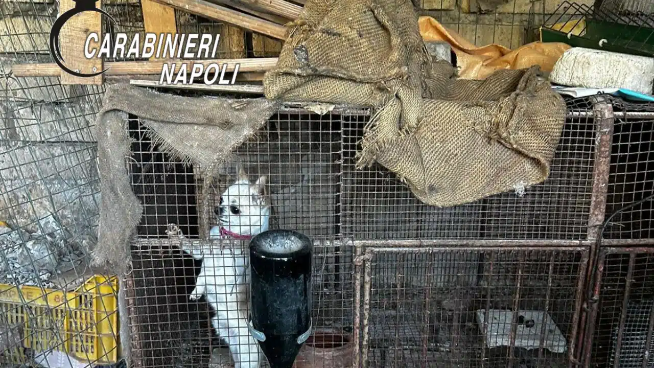 Orrore a Scisciano, cani chiusi in gabbia tra gli escrementi: sequestrato allevamento abusivo, salvati 8 cuccioli di chihuahua