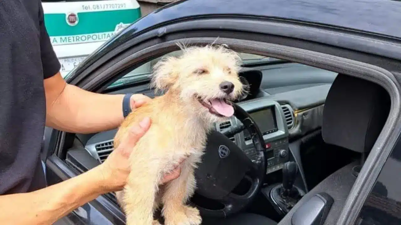 Napoli, il cucciolo Charlie chiuso in auto sotto il sole rovente: boccheggiava e graffiava il vetro, salvato dalla Polizia