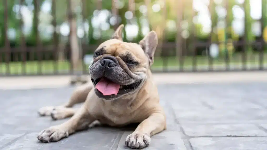 Cane al caldo-Immagine di repertorio