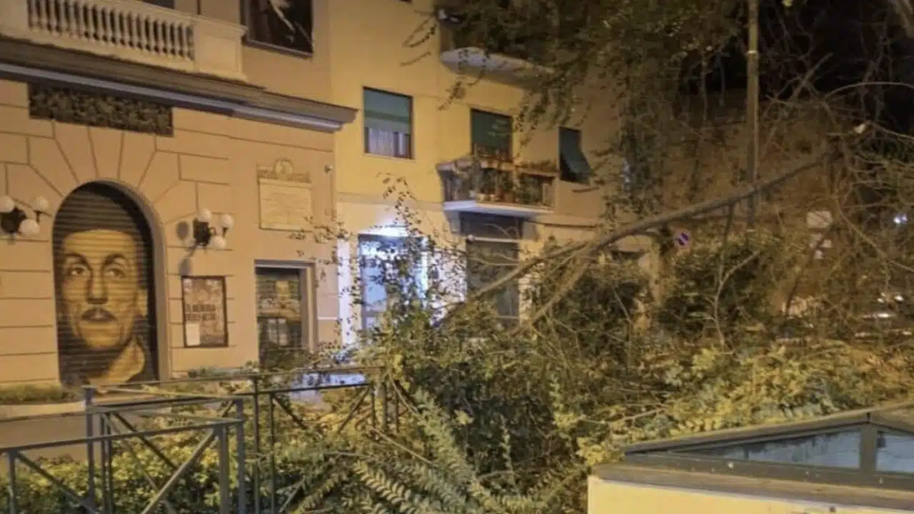 Paura nella notte davanti al Teatro San Ferdinando: crolla un grosso albero all’esterno della struttura, sfiorata la tragedia